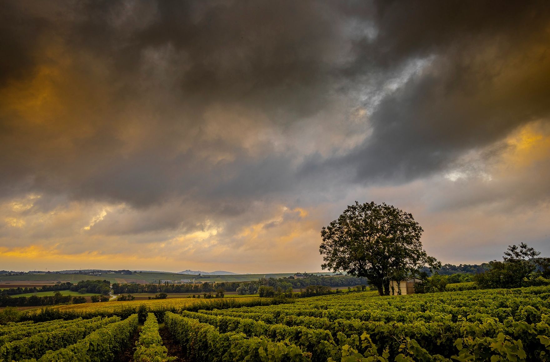 Lever de soleil sur les vignes du Sancerrois
